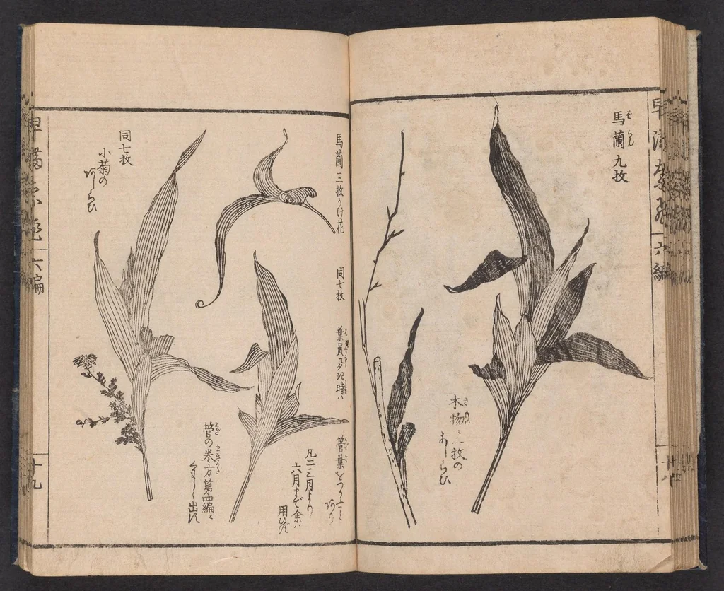 An illustration from Ikebana hayamanabi, 1851, leaf 21