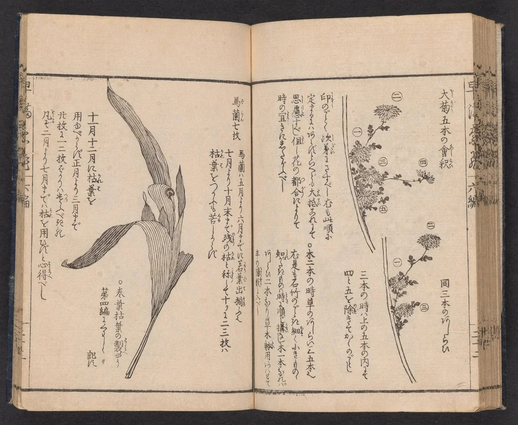 An illustration from Ikebana hayamanabi, 1851, leaf 25