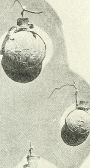 An illustration from Ikonografia Bogomateri, 1914, leaf 215