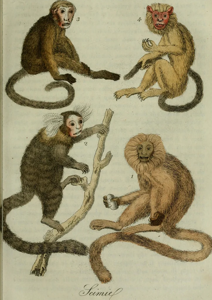 An illustration from Il costume antico e moderno, o, storia del governo, della milizia, della religione, delle arti, scienze ed usanze di tutti i popoli antichi e moderni, provata coi monumenti dell'antichità e rappresentata cogli analoghi disegni dal dottor Giulio Ferrario : America, 1826, leaf 449