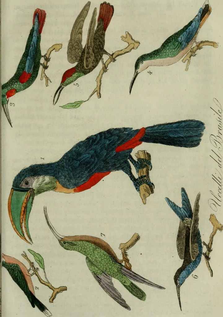 An illustration from Il costume antico e moderno, o, storia del governo, della milizia, della religione, delle arti, scienze ed usanze di tutti i popoli antichi e moderni, provata coi monumenti dell'antichità e rappresentata cogli analoghi disegni dal dottor Giulio Ferrario : America, 1826, leaf 453