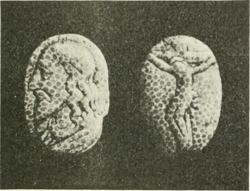 An illustration from Il feticismo primitivo in Italia, e le sue forme di adattamento, 1907, leaf 120