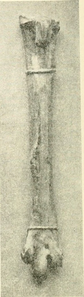 An illustration from Il feticismo primitivo in Italia, e le sue forme di adattamento, 1907, leaf 49