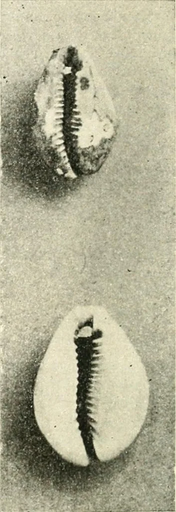An illustration from Il feticismo primitivo in Italia, e le sue forme di adattamento, 1907, leaf 55