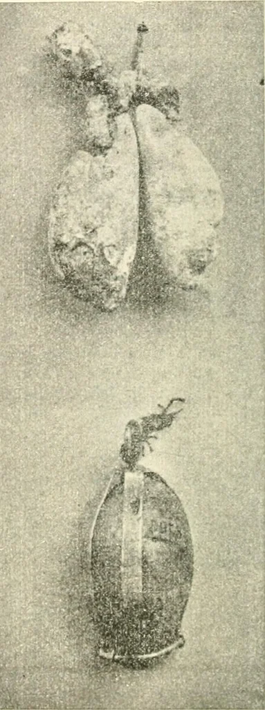 An illustration from Il feticismo primitivo in Italia, e le sue forme di adattamento, 1907, leaf 57
