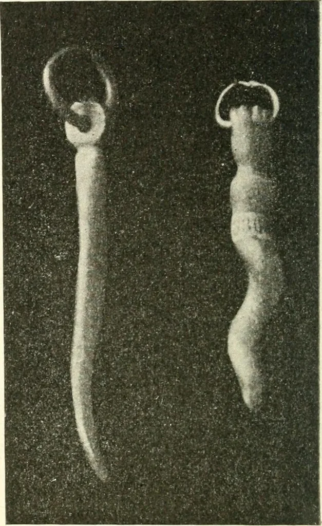 An illustration from Il feticismo primitivo in Italia, e le sue forme di adattamento, 1907, leaf 67