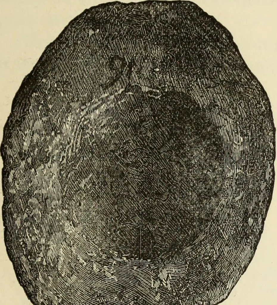 An illustration from Ilios; the city and country of the Trojans. The results of researches and discoveries on the site of Troy and throughout the Troad in the years 1871-72-73-78-79, including an autobiography of the author, 1880, leaf 260