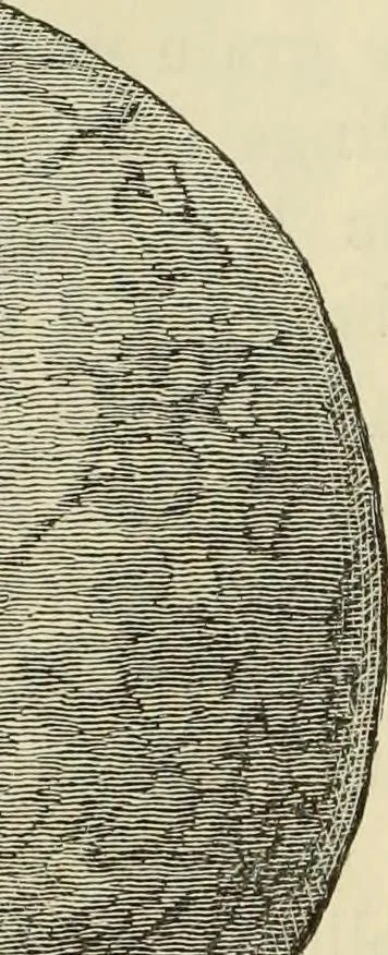 An illustration from Ilios; the city and country of the Trojans. The results of researches and discoveries on the site of Troy and throughout the Troad in the years 1871-72-73-78-79, including an autobiography of the author, 1880, leaf 261