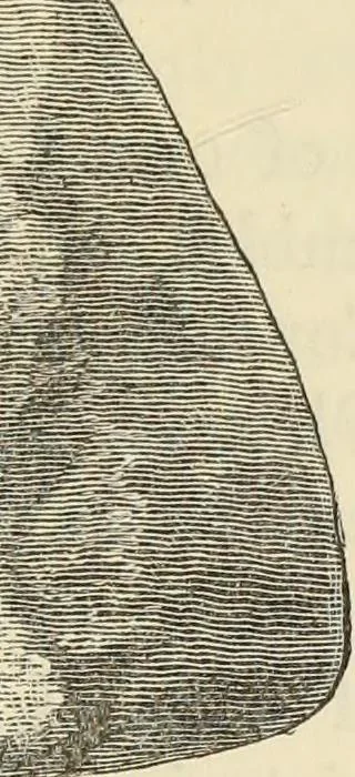 An illustration from Ilios; the city and country of the Trojans. The results of researches and discoveries on the site of Troy and throughout the Troad in the years 1871-72-73-78-79, including an autobiography of the author, 1880, leaf 262