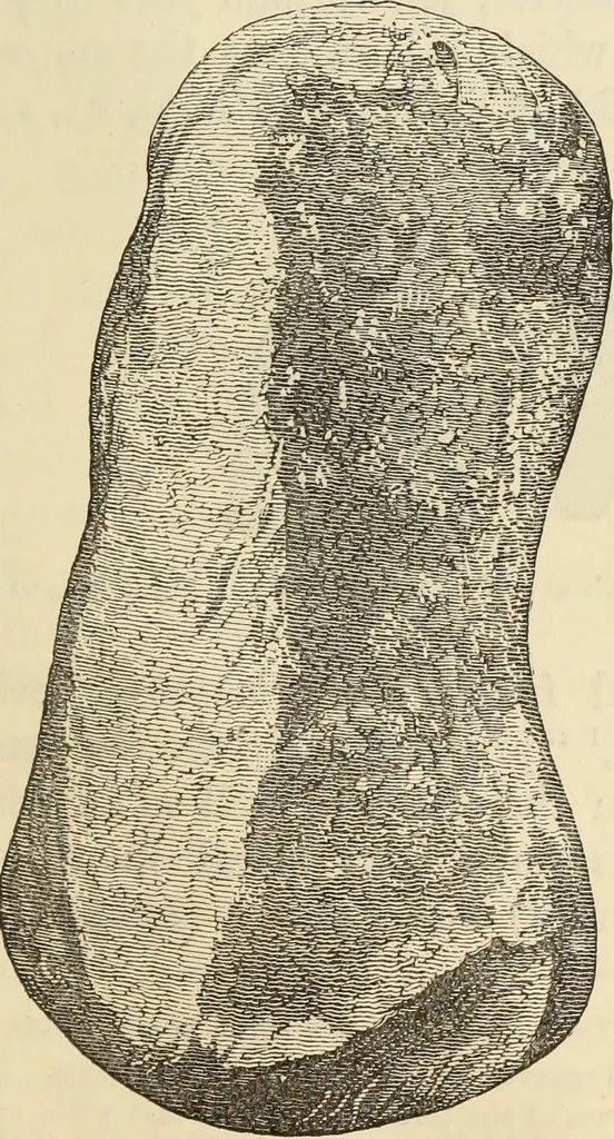 An illustration from Ilios; the city and country of the Trojans. The results of researches and discoveries on the site of Troy and throughout the Troad in the years 1871-72-73-78-79, including an autobiography of the author, 1880, leaf 262