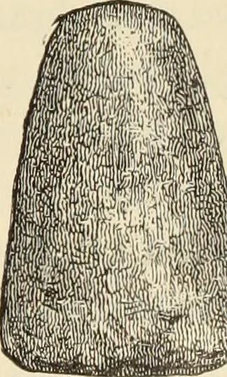 An illustration from Ilios; the city and country of the Trojans. The results of researches and discoveries on the site of Troy and throughout the Troad in the years 1871-72-73-78-79, including an autobiography of the author, 1880, leaf 268