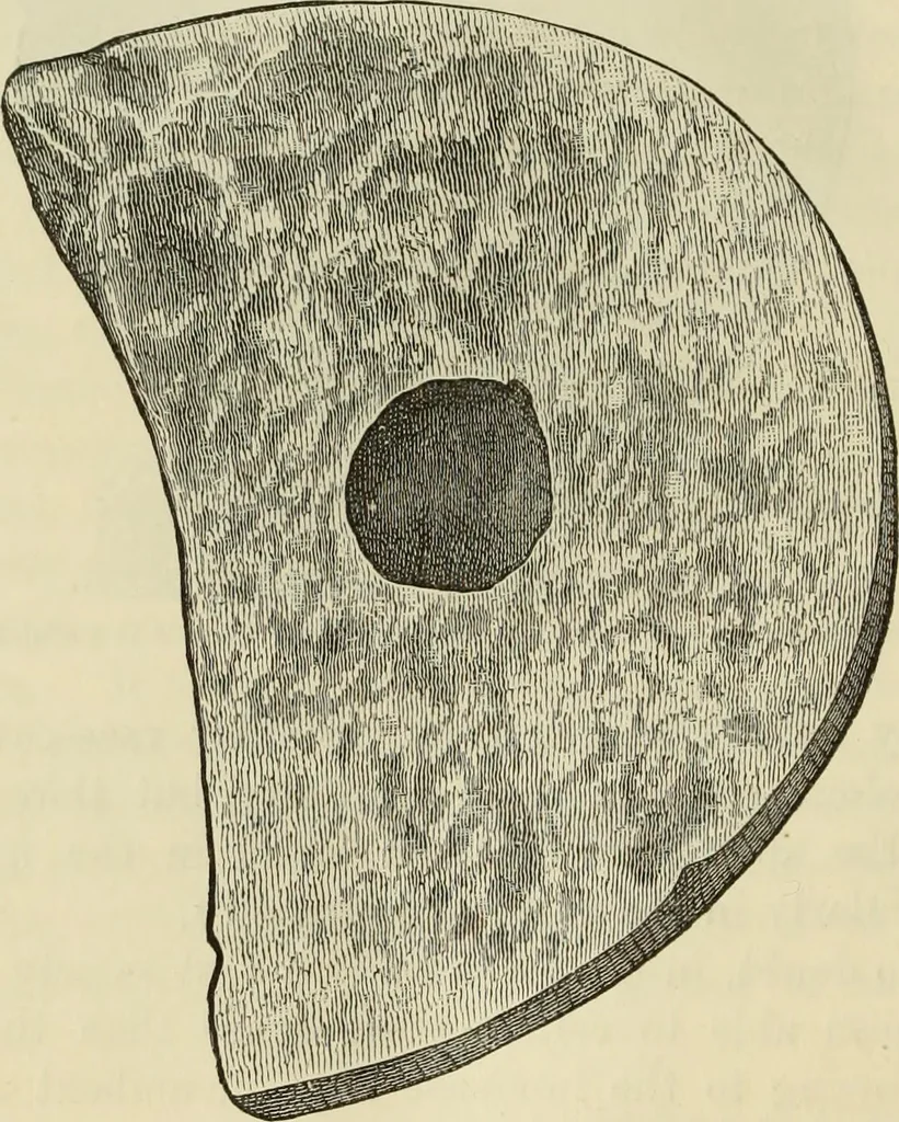 An illustration from Ilios; the city and country of the Trojans. The results of researches and discoveries on the site of Troy and throughout the Troad in the years 1871-72-73-78-79, including an autobiography of the author, 1880, leaf 333