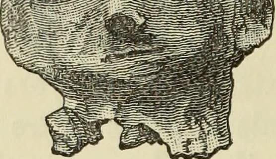 An illustration from Ilios; the city and country of the Trojans. The results of researches and discoveries on the site of Troy and throughout the Troad in the years 1871-72-73-78-79, including an autobiography of the author, 1880, leaf 359