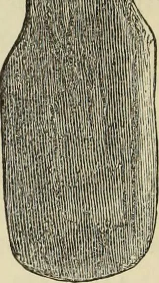 An illustration from Ilios; the city and country of the Trojans. The results of researches and discoveries on the site of Troy and throughout the Troad in the years 1871-72-73-78-79, including an autobiography of the author, 1880, leaf 361