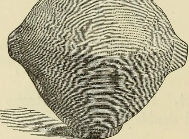 An illustration from Ilios; the city and country of the Trojans. The results of researches and discoveries on the site of Troy and throughout the Troad in the years 1871-72-73-78-79, including an autobiography of the author, 1880, leaf 393