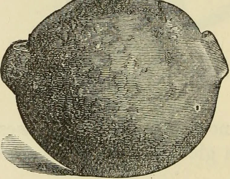 An illustration from Ilios; the city and country of the Trojans. The results of researches and discoveries on the site of Troy and throughout the Troad in the years 1871-72-73-78-79, including an autobiography of the author, 1880, leaf 393