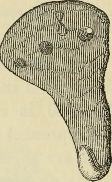 An illustration from Ilios; the city and country of the Trojans. The results of researches and discoveries on the site of Troy and throughout the Troad in the years 1871-72-73-78-79, including an autobiography of the author, 1880, leaf 407