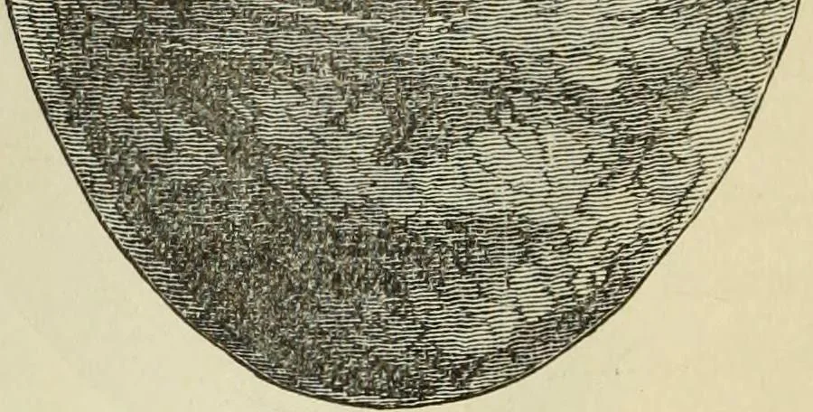 An illustration from Ilios; the city and country of the Trojans. The results of researches and discoveries on the site of Troy and throughout the Troad in the years 1871-72-73-78-79, including an autobiography of the author, 1880, leaf 429