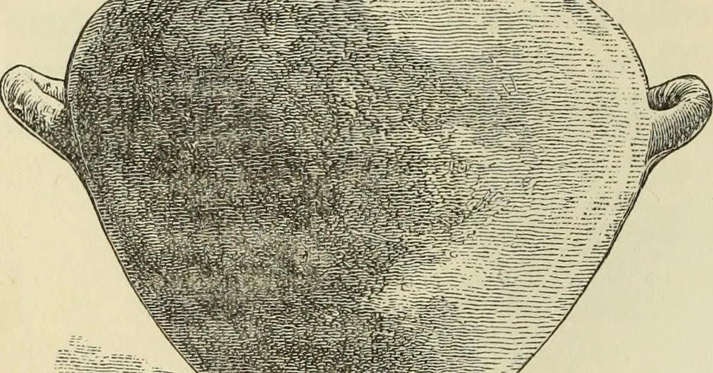 An illustration from Ilios; the city and country of the Trojans. The results of researches and discoveries on the site of Troy and throughout the Troad in the years 1871-72-73-78-79, including an autobiography of the author, 1880, leaf 429