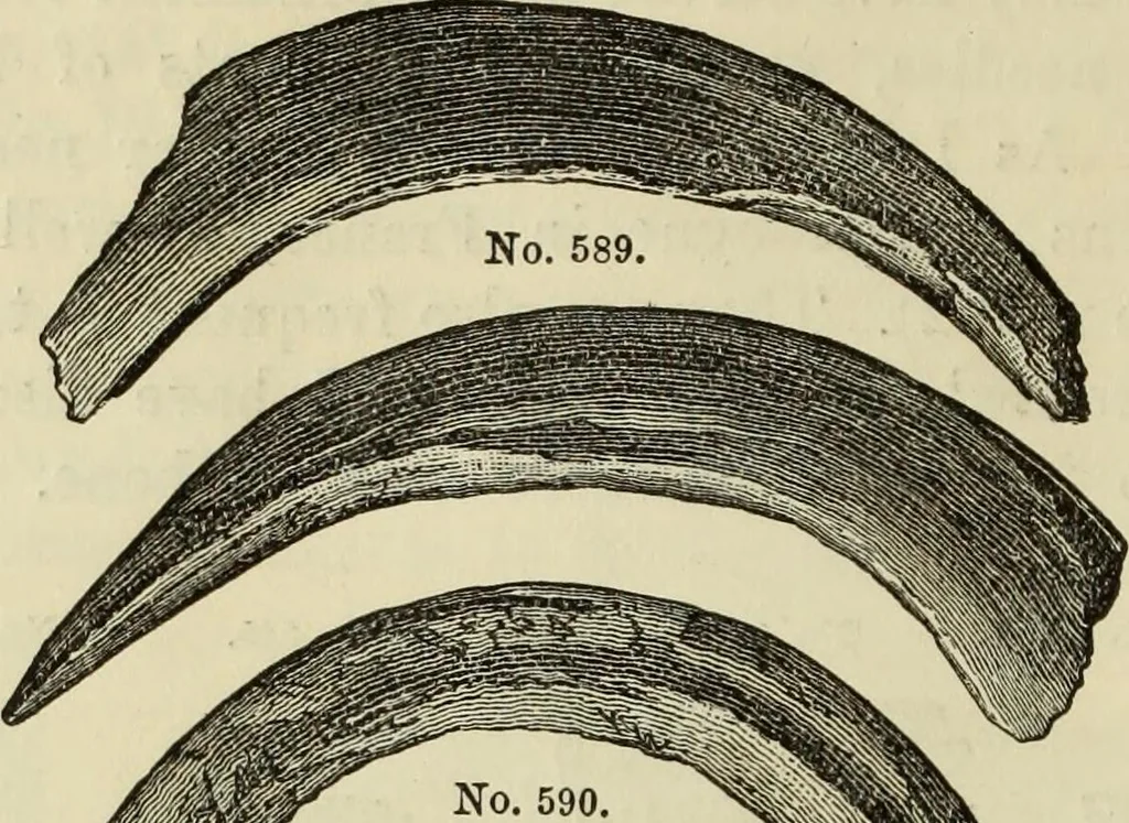 An illustration from Ilios; the city and country of the Trojans. The results of researches and discoveries on the site of Troy and throughout the Troad in the years 1871-72-73-78-79, including an autobiography of the author, 1880, leaf 461