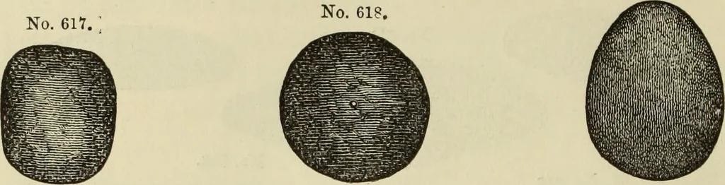 An illustration from Ilios; the city and country of the Trojans. The results of researches and discoveries on the site of Troy and throughout the Troad in the years 1871-72-73-78-79, including an autobiography of the author, 1880, leaf 467