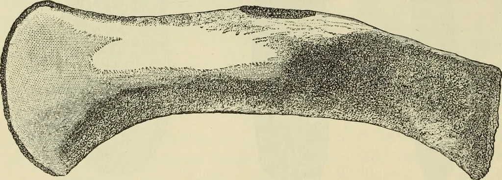 An illustration from Ilios; the city and country of the Trojans. The results of researches and discoveries on the site of Troy and throughout the Troad in the years 1871-72-73-78-79, including an autobiography of the author, 1880, leaf 467