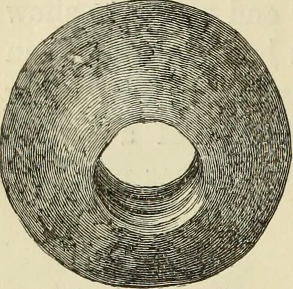 An illustration from Ilios; the city and country of the Trojans. The results of researches and discoveries on the site of Troy and throughout the Troad in the years 1871-72-73-78-79, including an autobiography of the author, 1880, leaf 471