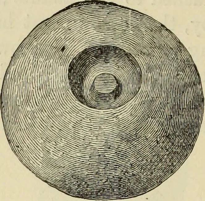 An illustration from Ilios; the city and country of the Trojans. The results of researches and discoveries on the site of Troy and throughout the Troad in the years 1871-72-73-78-79, including an autobiography of the author, 1880, leaf 471