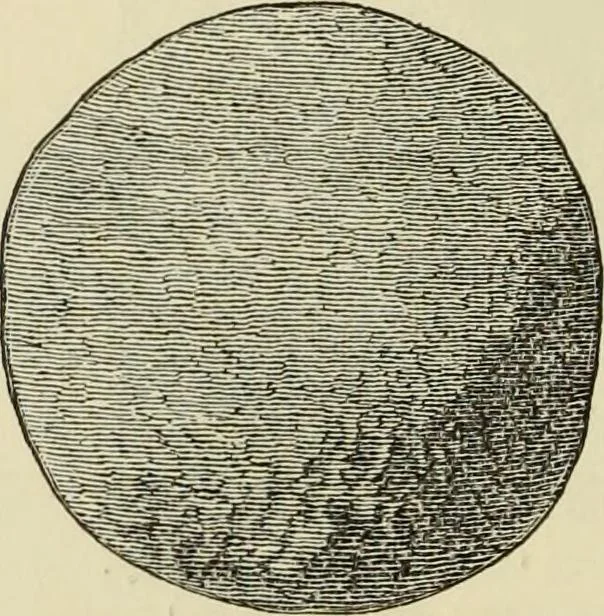 An illustration from Ilios; the city and country of the Trojans. The results of researches and discoveries on the site of Troy and throughout the Troad in the years 1871-72-73-78-79, including an autobiography of the author, 1880, leaf 471