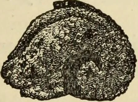 An illustration from Ilios; the city and country of the Trojans. The results of researches and discoveries on the site of Troy and throughout the Troad in the years 1871-72-73-78-79, including an autobiography of the author, 1880, leaf 502