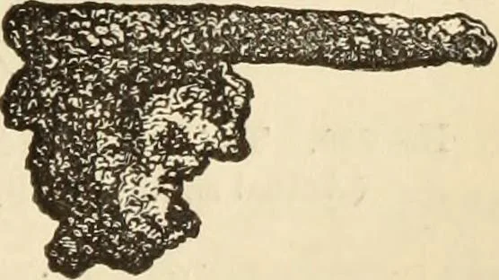An illustration from Ilios; the city and country of the Trojans. The results of researches and discoveries on the site of Troy and throughout the Troad in the years 1871-72-73-78-79, including an autobiography of the author, 1880, leaf 512