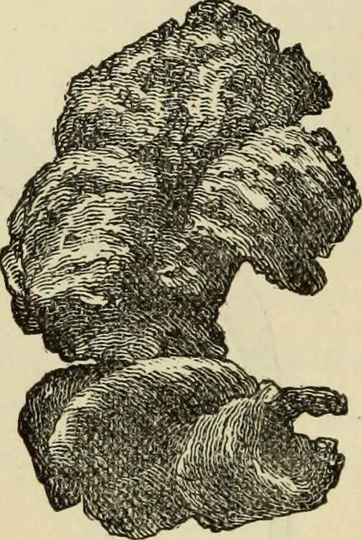An illustration from Ilios; the city and country of the Trojans. The results of researches and discoveries on the site of Troy and throughout the Troad in the years 1871-72-73-78-79, including an autobiography of the author, 1880, leaf 531