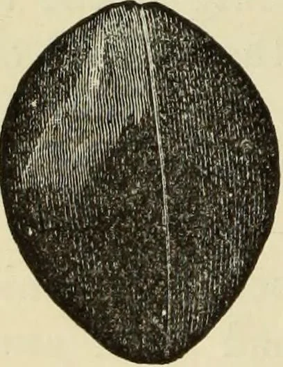 An illustration from Ilios; the city and country of the Trojans. The results of researches and discoveries on the site of Troy and throughout the Troad in the years 1871-72-73-78-79, including an autobiography of the author, 1880, leaf 543