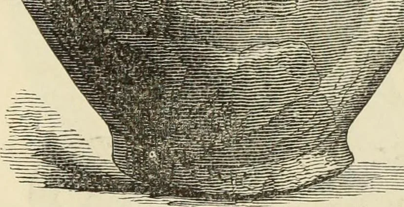 An illustration from Ilios; the city and country of the Trojans. The results of researches and discoveries on the site of Troy and throughout the Troad in the years 1871-72-73-78-79, including an autobiography of the author, 1880, leaf 570