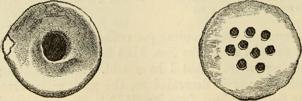 An illustration from Ilios; the city and country of the Trojans. The results of researches and discoveries on the site of Troy and throughout the Troad in the years 1871-72-73-78-79, including an autobiography of the author, 1880, leaf 581