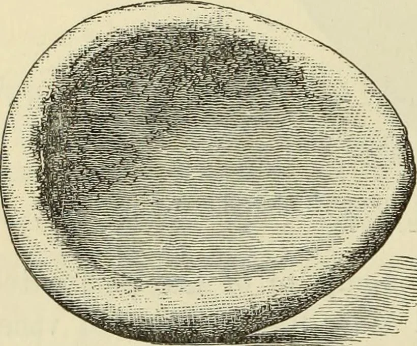 An illustration from Ilios; the city and country of the Trojans. The results of researches and discoveries on the site of Troy and throughout the Troad in the years 1871-72-73-78-79, including an autobiography of the author, 1880, leaf 587