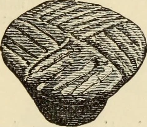 An illustration from Ilios; the city and country of the Trojans. The results of researches and discoveries on the site of Troy and throughout the Troad in the years 1871-72-73-78-79, including an autobiography of the author, 1880, leaf 590