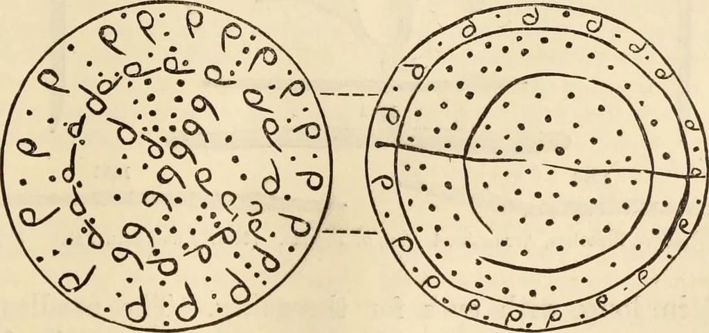 An illustration from Ilios; the city and country of the Trojans. The results of researches and discoveries on the site of Troy and throughout the Troad in the years 1871-72-73-78-79, including an autobiography of the author, 1880, leaf 592