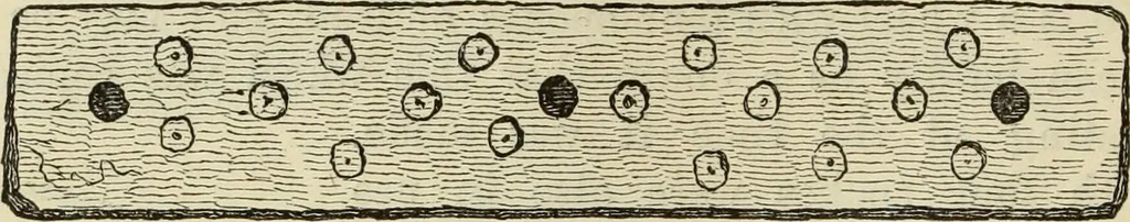An illustration from Ilios; the city and country of the Trojans. The results of researches and discoveries on the site of Troy and throughout the Troad in the years 1871-72-73-78-79, including an autobiography of the author, 1880, leaf 595