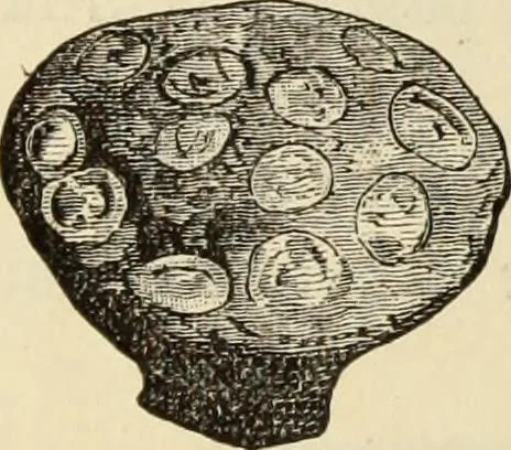 An illustration from Ilios; the city and country of the Trojans. The results of researches and discoveries on the site of Troy and throughout the Troad in the years 1871-72-73-78-79, including an autobiography of the author, 1880, leaf 612