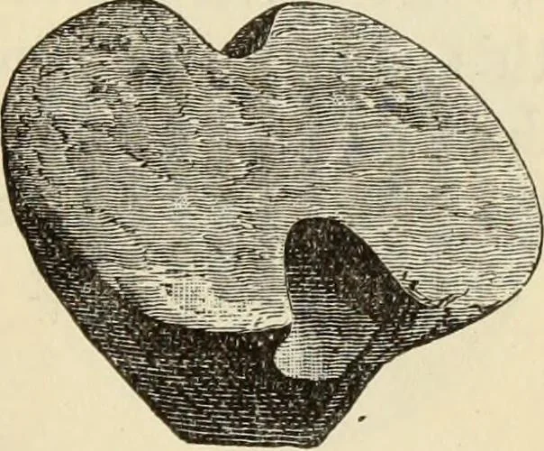 An illustration from Ilios; the city and country of the Trojans. The results of researches and discoveries on the site of Troy and throughout the Troad in the years 1871-72-73-78-79, including an autobiography of the author, 1880, leaf 612