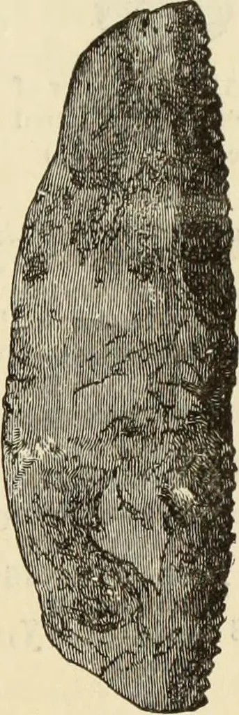 An illustration from Ilios; the city and country of the Trojans. The results of researches and discoveries on the site of Troy and throughout the Troad in the years 1871-72-73-78-79, including an autobiography of the author, 1880, leaf 612