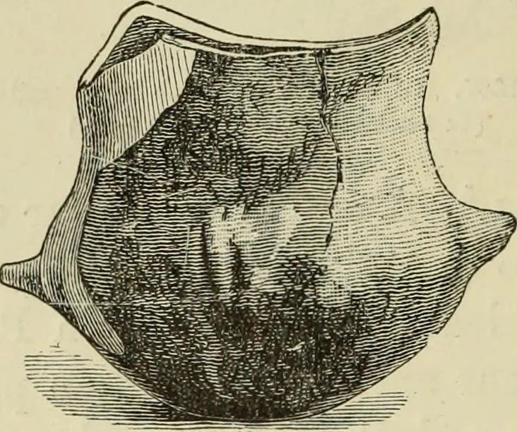 An illustration from Ilios; the city and country of the Trojans. The results of researches and discoveries on the site of Troy and throughout the Troad in the years 1871-72-73-78-79, including an autobiography of the author, 1880, leaf 621
