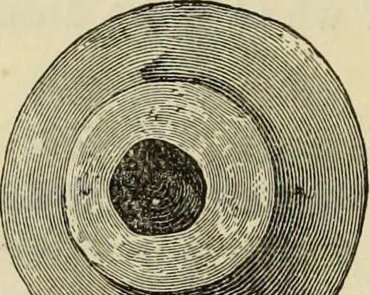 An illustration from Ilios; the city and country of the Trojans. The results of researches and discoveries on the site of Troy and throughout the Troad in the years 1871-72-73-78-79, including an autobiography of the author, 1880, leaf 631
