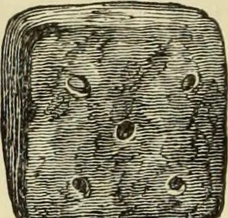 An illustration from Ilios; the city and country of the Trojans. The results of researches and discoveries on the site of Troy and throughout the Troad in the years 1871-72-73-78-79, including an autobiography of the author, 1880, leaf 631