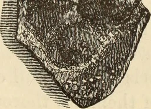 An illustration from Ilios; the city and country of the Trojans. The results of researches and discoveries on the site of Troy and throughout the Troad in the years 1871-72-73-78-79, including an autobiography of the author, 1880, leaf 646