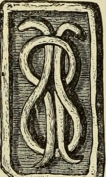 An illustration from Ilios; the city and country of the Trojans. The results of researches and discoveries on the site of Troy and throughout the Troad in the years 1871-72-73-78-79, including an autobiography of the author, 1880, leaf 647