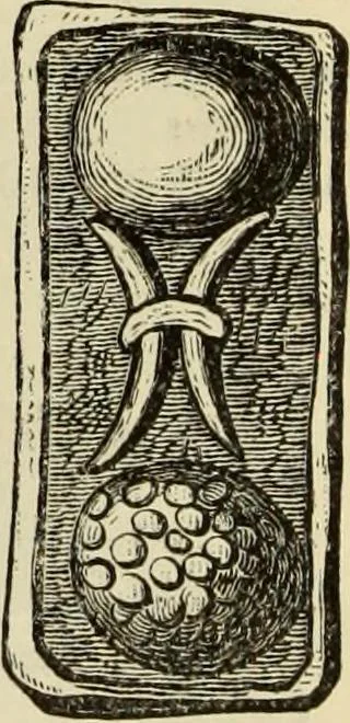 An illustration from Ilios; the city and country of the Trojans. The results of researches and discoveries on the site of Troy and throughout the Troad in the years 1871-72-73-78-79, including an autobiography of the author, 1880, leaf 647