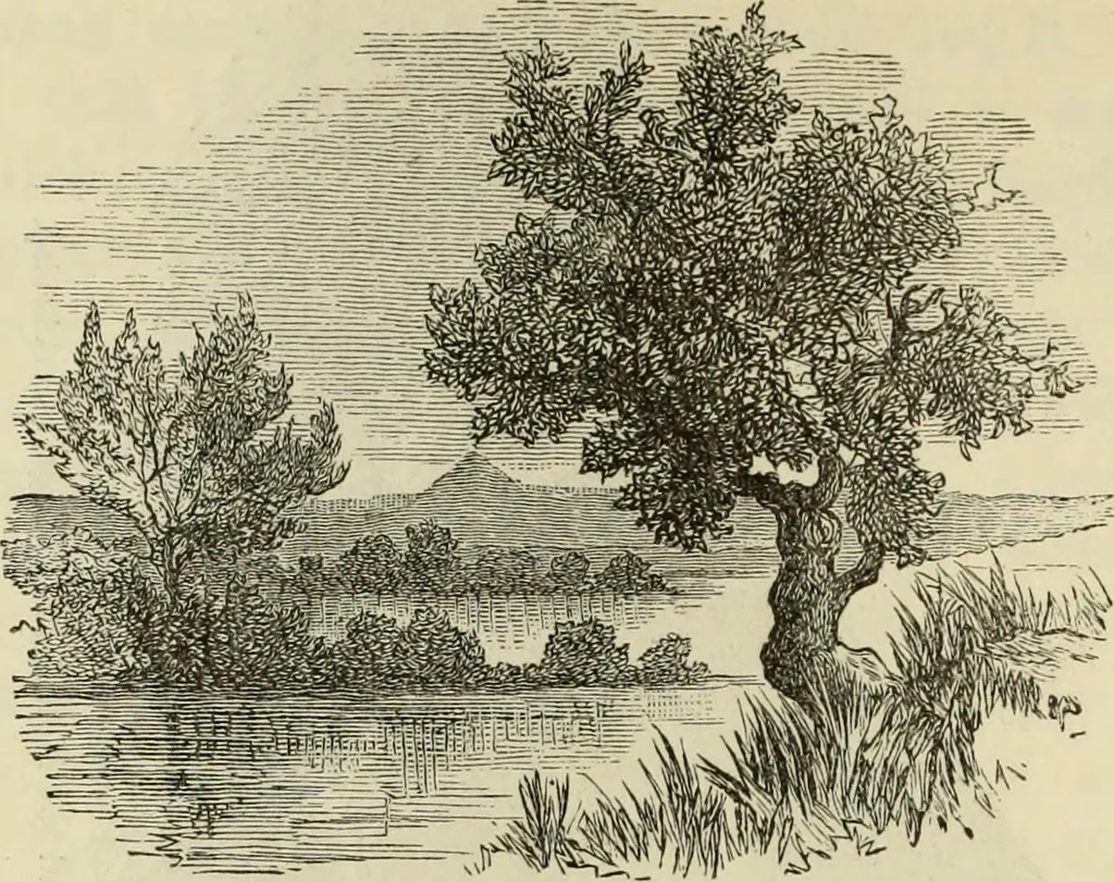 An illustration from Ilios; the city and country of the Trojans. The results of researches and discoveries on the site of Troy and throughout the Troad in the years 1871-72-73-78-79, including an autobiography of the author, 1880, leaf 689