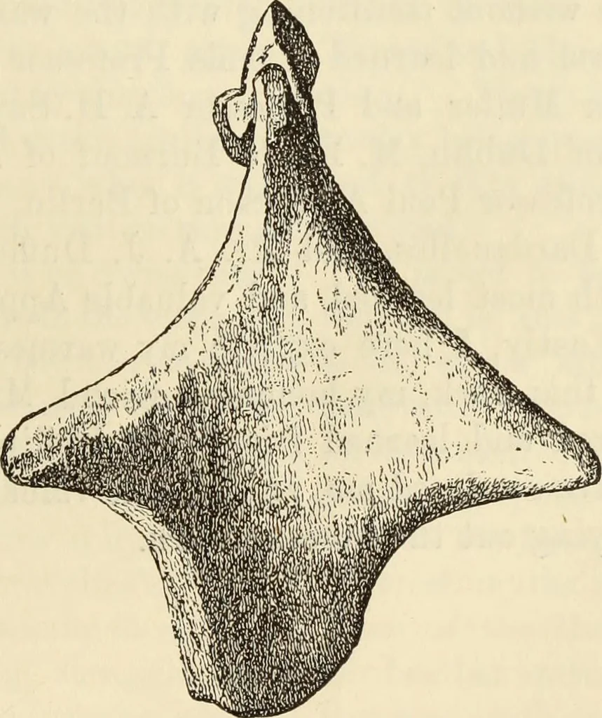 An illustration from Ilios; the city and country of the Trojans. The results of researches and discoveries on the site of Troy and throughout the Troad in the years 1871-72-73-78-79, including an autobiography of the author, 1880, leaf 700